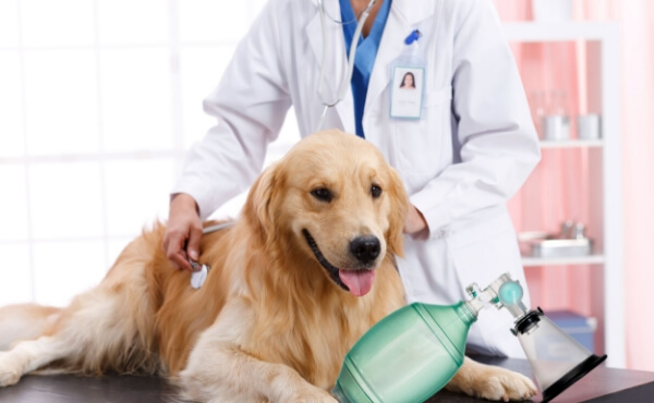 Animal Medical Devices